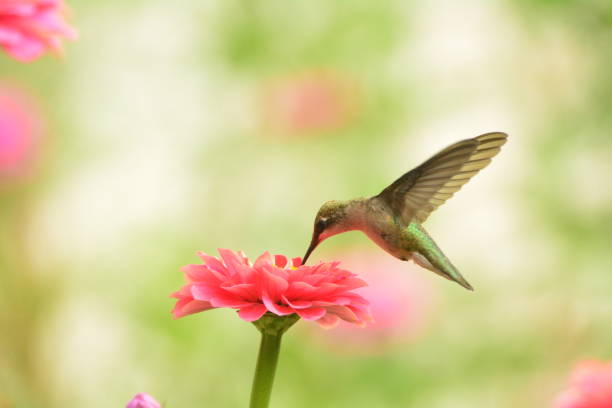 istock Female Ruby-throated Hummingbird feeding on pink zennias. 893561194