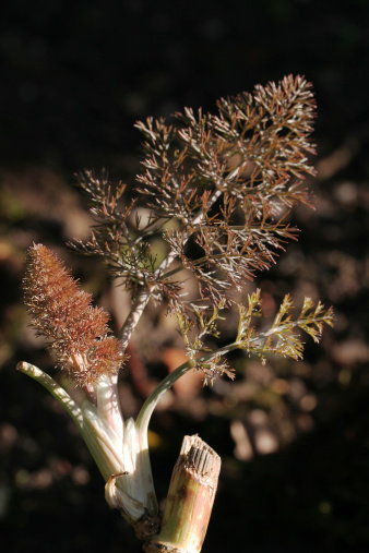 New spring growth on the herb bronze fennel