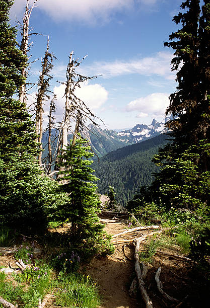 istock Hiking Path to Mount Rainier, Washington, USA 89356166