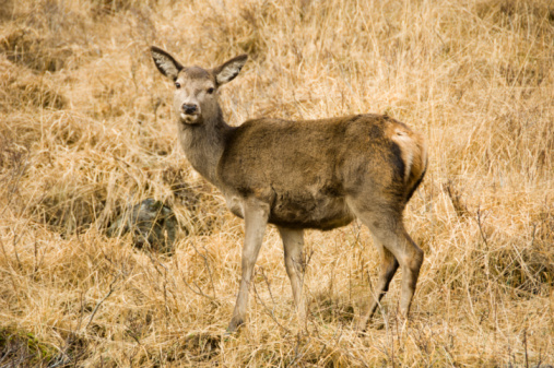 Deer standing on hillside looking at camera in northern Montana in western USA of North America. Nearest cities are Bozeman, Billings and Roundup Montana, Salt Lake City, Utah, Denver, Colorado, and Jackson, Wyoming,