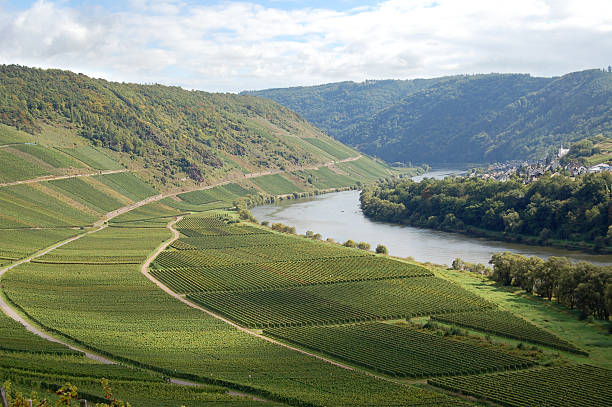 Vineyard at German Mosel river  rhineland stock pictures, royalty-free photos & images