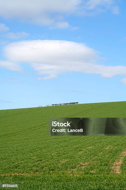 Grünen Feld Und Blauer Himmel Stockfoto und mehr Bilder von Agrarbetrieb - Agrarbetrieb, Baum, Blau