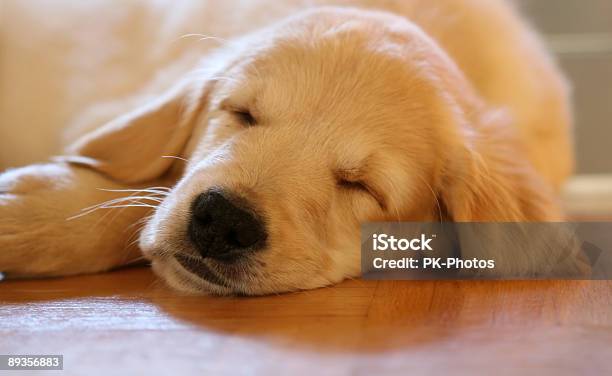 Photo libre de droit de Chiot Golden Retriever banque d'images et plus d'images libres de droit de Chiot - Chiot, Dormir, Golden retriever