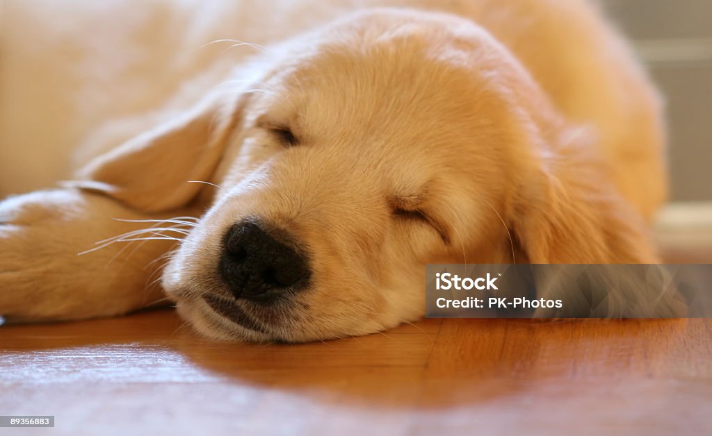 Golden Retriever cachorrinho - Royalty-free Cachorrinho Foto de stock