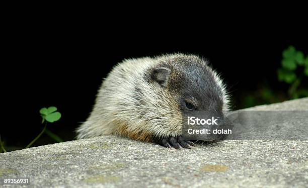 Foto de Bebê Chão Hog e mais fotos de stock de Animal - Animal, Calçada, Cimento