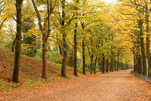 Autumn landscape with fallen yellow leaves on the ground, yellow and green trees, and road. Nature park. October.