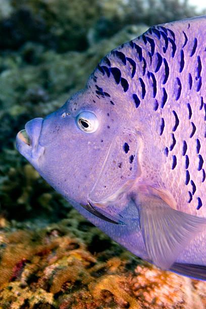 Arabic Emperror Fish stock photo