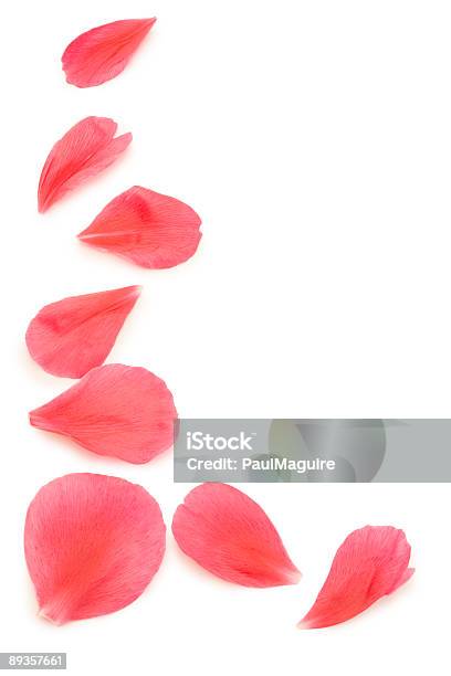 Blütenblatt Umgeben Stockfoto und mehr Bilder von Blütenblatt - Blütenblatt, Rosa, Rose