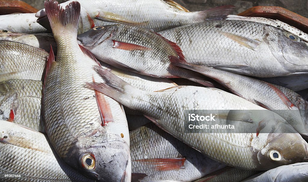 Pesce fresco - Foto stock royalty-free di Alimentazione sana