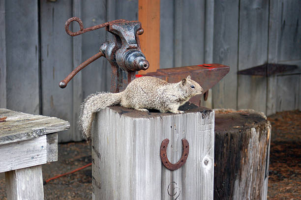 Country squirrel stock photo