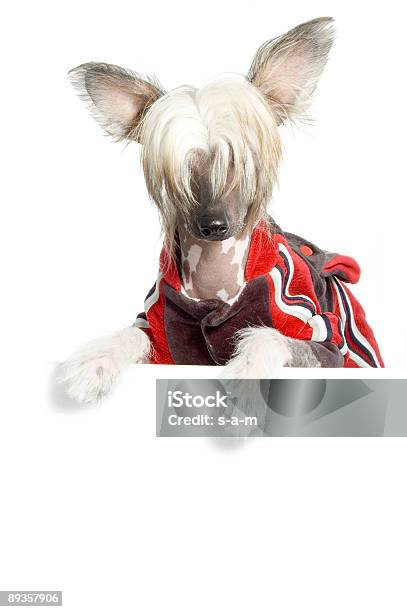 Cão Chinês De Crista - Fotografias de stock e mais imagens de Animal - Animal, Animal Doméstico, Animal de Estimação