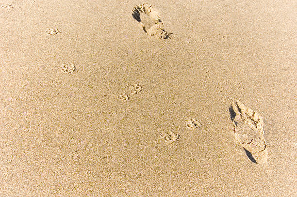 dog and human footprints stock photo