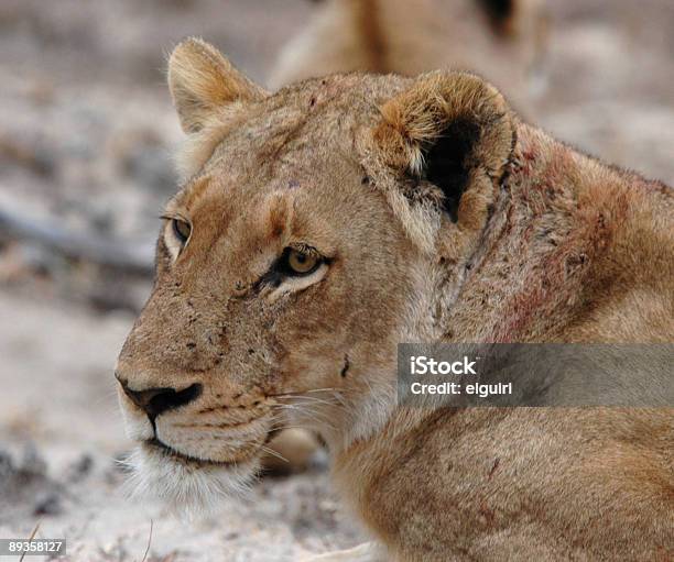 Löwin Stockfoto und mehr Bilder von Afrika - Afrika, Farbbild, Fotografie