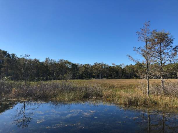 istock Autumn in the swamps 893581484