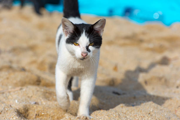 Cat walking on the beach in front of camera