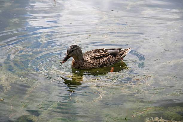 Lone Duck stock photo