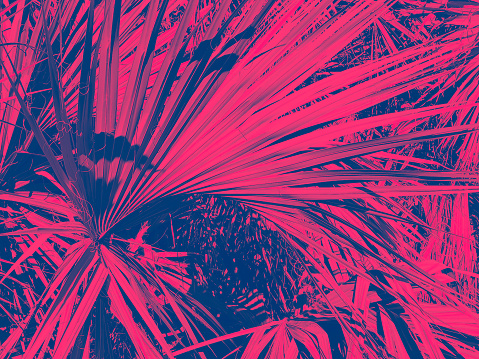 digital alteration of a palm tree leaf in focus creates nice background of hot pink and blue.