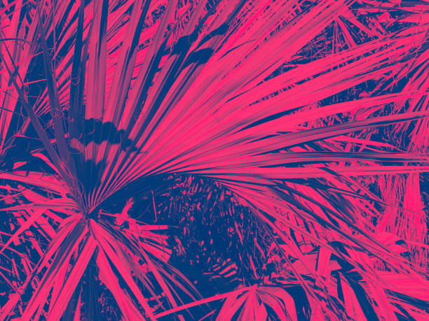 pink palm frond stock photo