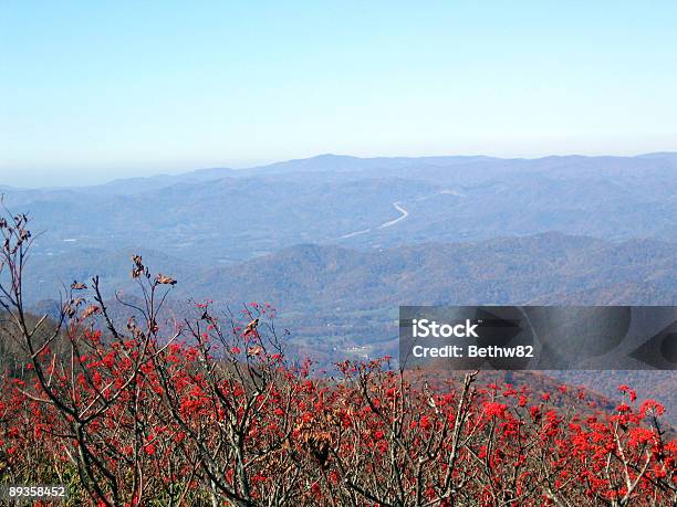 Bayas Contra El Moutnains Foto de stock y más banco de imágenes de Aire libre - Aire libre, Appalachia, Arbusto