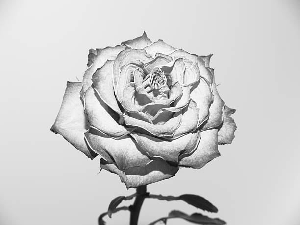 Black and white rose. stock photo