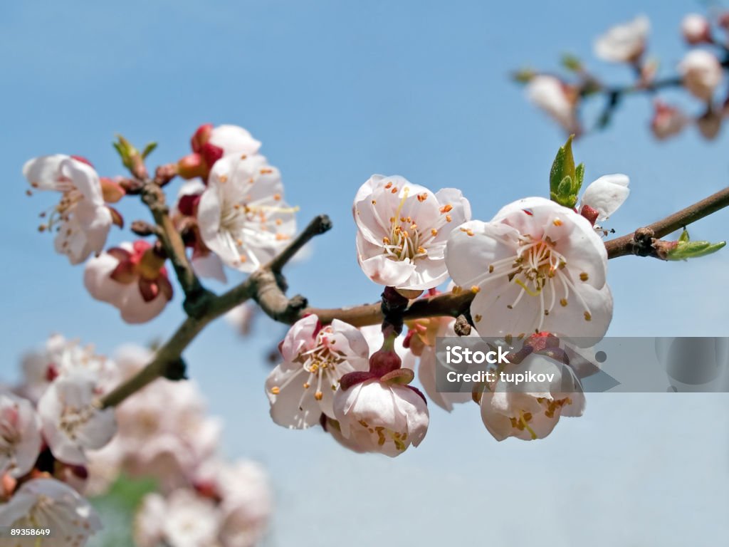 Primavera Fioritura ramo di fiori di ciliegio giapponese sakura - Foto stock royalty-free di Ambientazione esterna