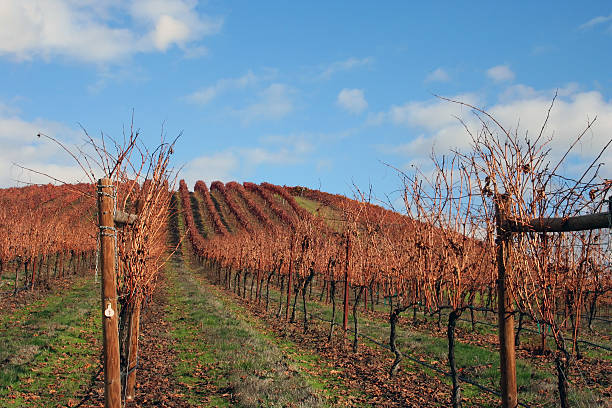 istock Landscape of Autumn Vineyard 89358784