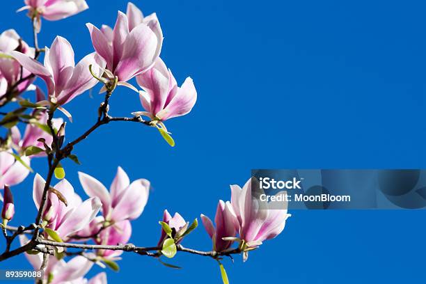 Bela Magnólia Rosa Flores - Fotografias de stock e mais imagens de Azul - Azul, Beleza, Beleza natural