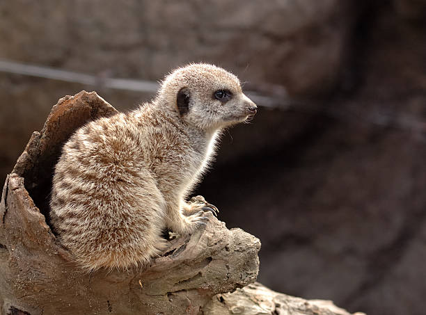 Meerkat stock photo