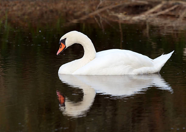 istock Lonely swan on lake 89359311