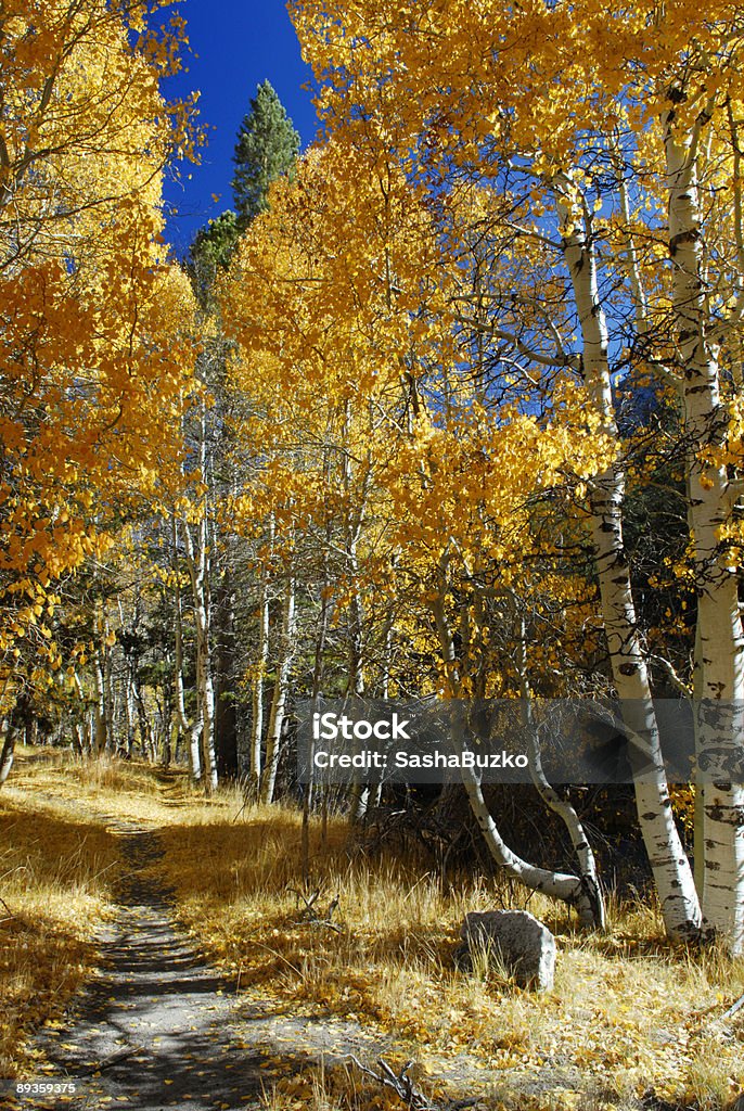 Alley lined by autumn aspens near June Lake - Royalty-free Blad Stockfoto
