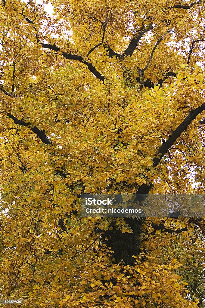 Árvore amarela - Royalty-free Amarelo Foto de stock