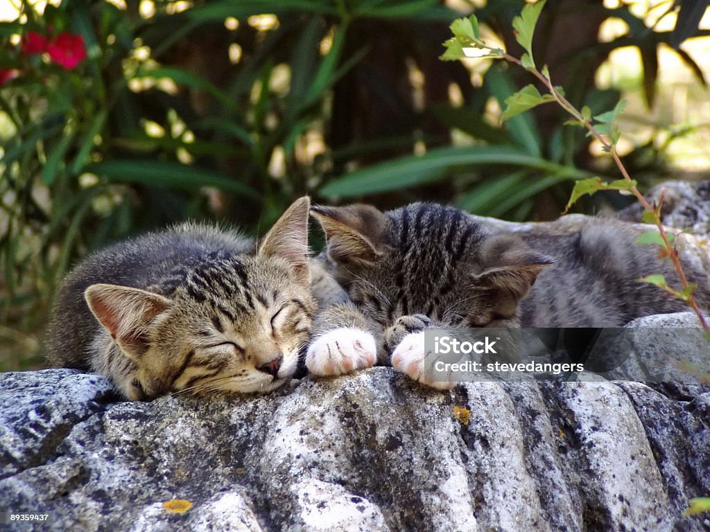 Dormir les chats - Photo de Animaux de compagnie libre de droits