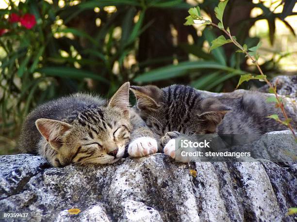 Photo libre de droit de Dormir Les Chats banque d'images et plus d'images libres de droit de Animaux de compagnie - Animaux de compagnie, Animaux domestiques, Bien-être