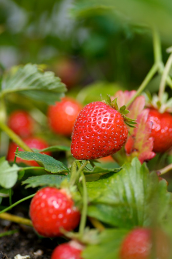 Strawberry plant. Wild stawberry bushes. Strawberries in growth at garden. Ripe berries and foliage strawberry
