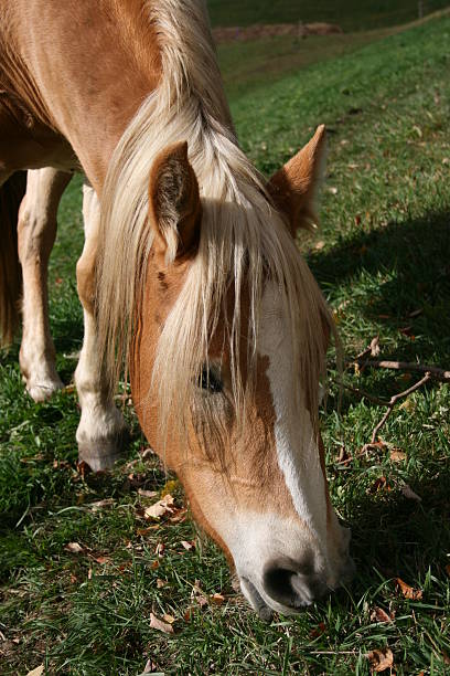 Haflinger horse  avelengo stock pictures, royalty-free photos & images