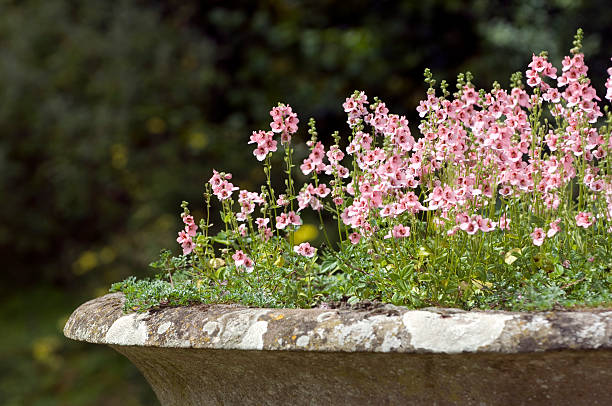 lampranthus elegans in Summer, growing on a rockery.