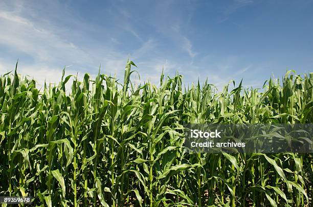 Kukurydza Ozdobna Lato Krajobraz - zdjęcia stockowe i więcej obrazów Bez ludzi - Bez ludzi, Chmura, Fotografika