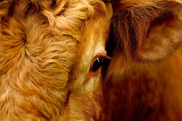 Occhio di bue - foto stock