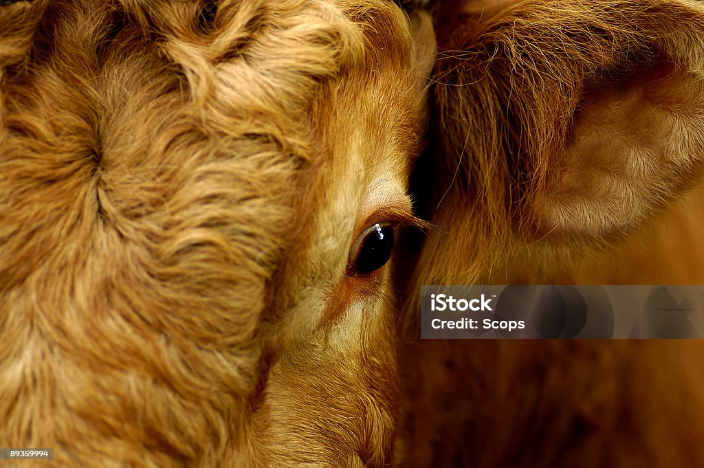 Bull's eye  Agriculture Stock Photo