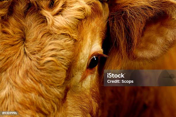 Bulls Eye Stock Photo - Download Image Now - Agriculture, Animal Eye, Bull - Animal