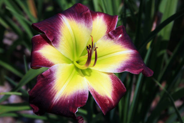 istock purple and yellow lily 893600616