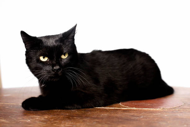 istock Black cat, isolated on white background. looks into the camera 893600626