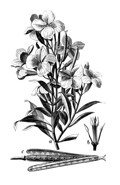 Botany plants antique engraving illustration: Erysimum cheiri (wallflower) Botany plants antique engraving illustration: Erysimum cheiri (wallflower) erysimum stock illustrations