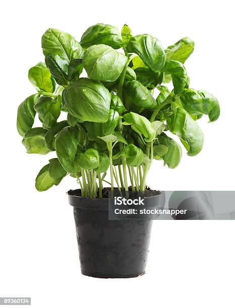 Basil Stock Photo - Download Image Now - Basil, Color Image, Cut Out