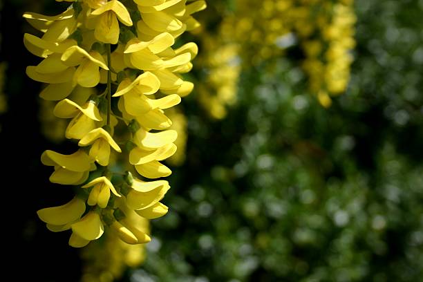 Laburnum in its golden yellow bloom - Vossii variety  bright yellow laburnum flowers in garden golden chain tree image stock pictures, royalty-free photos & images