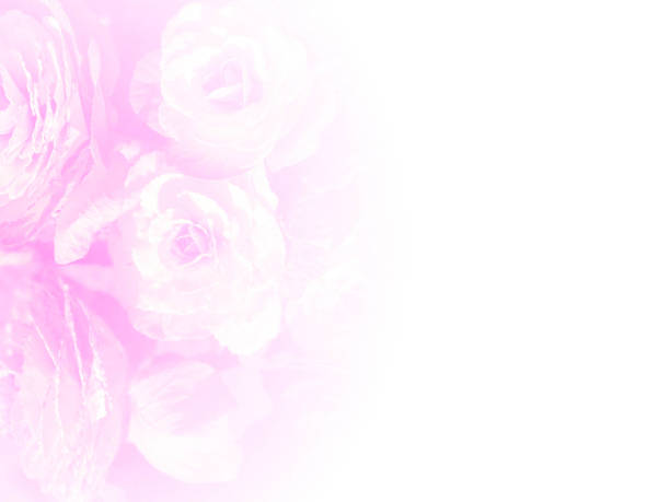 istock Blurred pink of ornamental cabbage for background 893603214