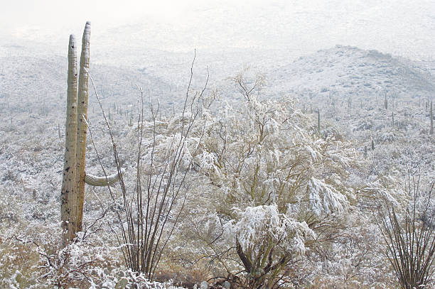 istock Desert and Cactus in the Snow 89360355