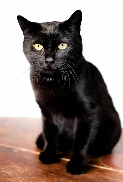 istock Black cat, isolated on white background. looks into the camera 893603550