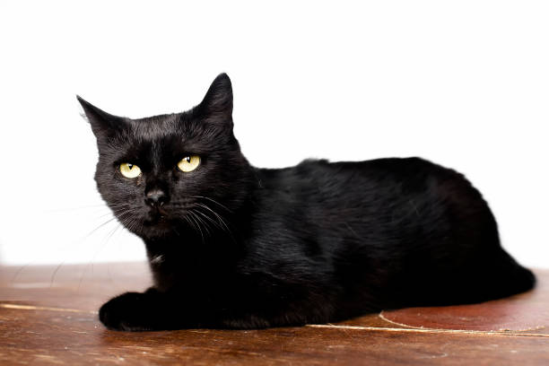 istock Black cat, isolated on white background. looks into the camera 893604462