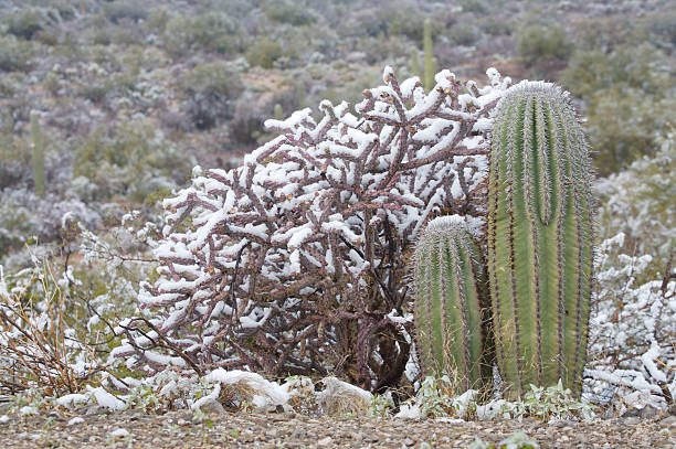 istock Desert and Cactus in the Snow 89360451